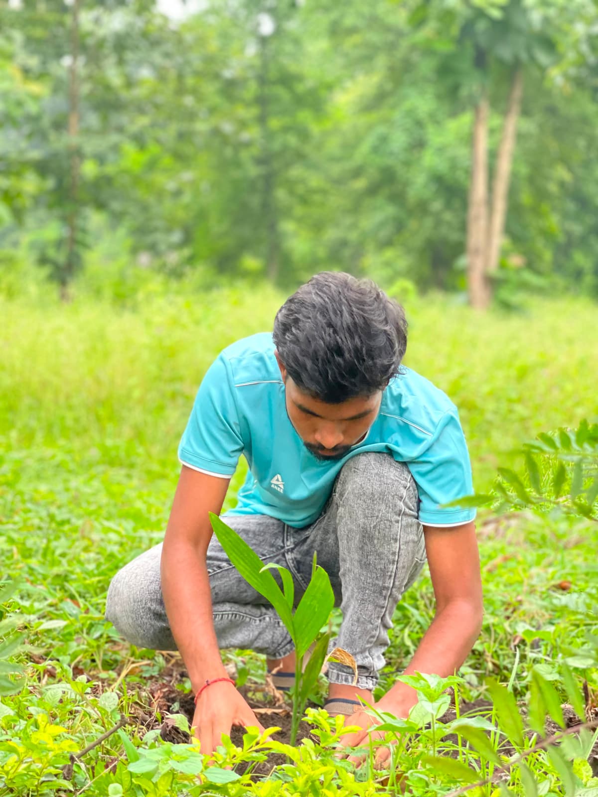 Tree Plantation