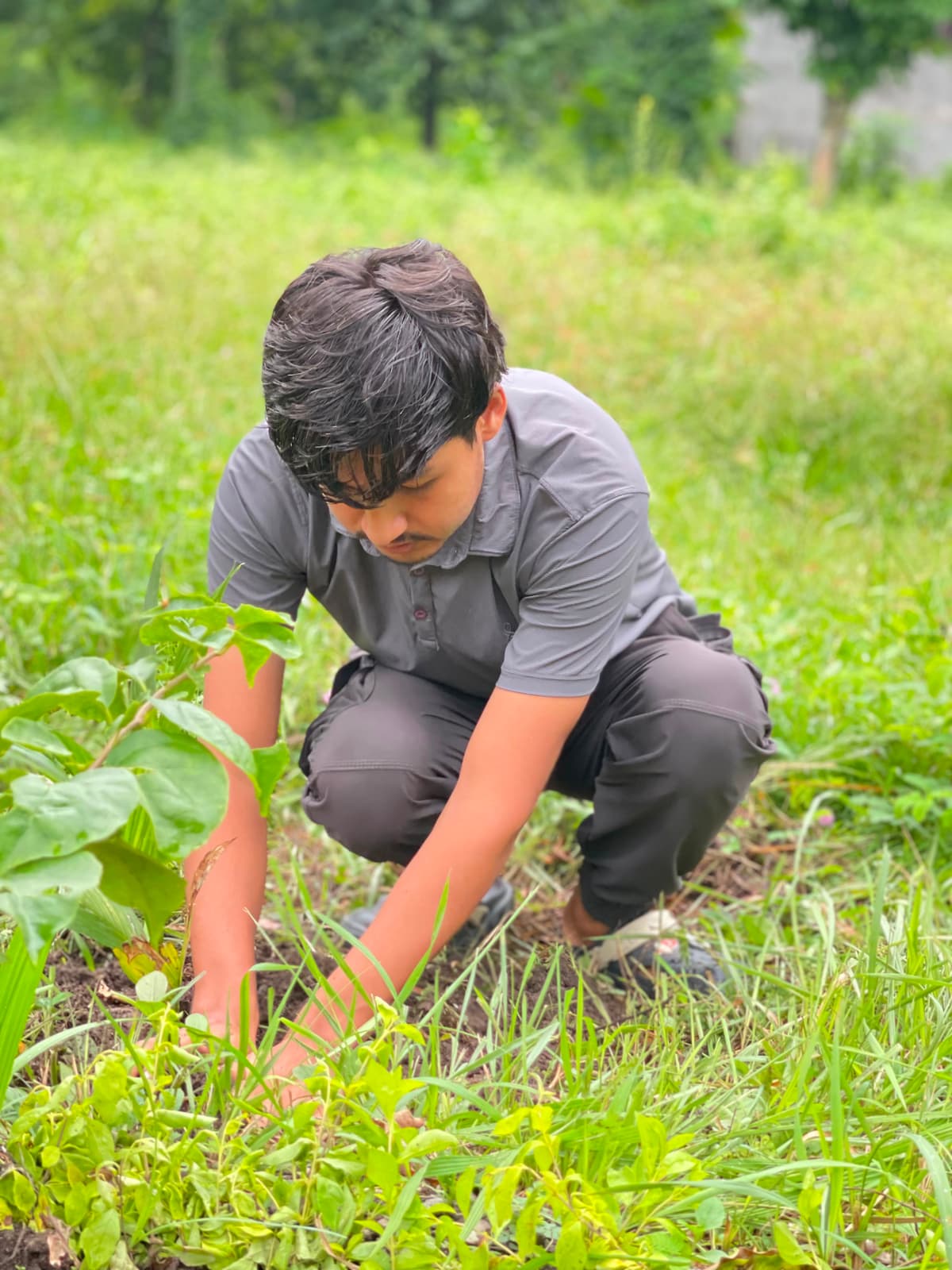 Tree Plantation